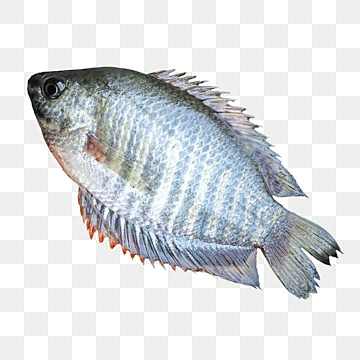 Kholisha Fish